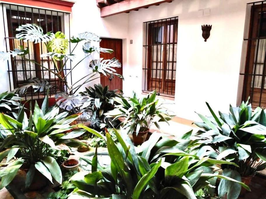 Loft & Private Rooftop With Bbq Sevilla Exterior foto